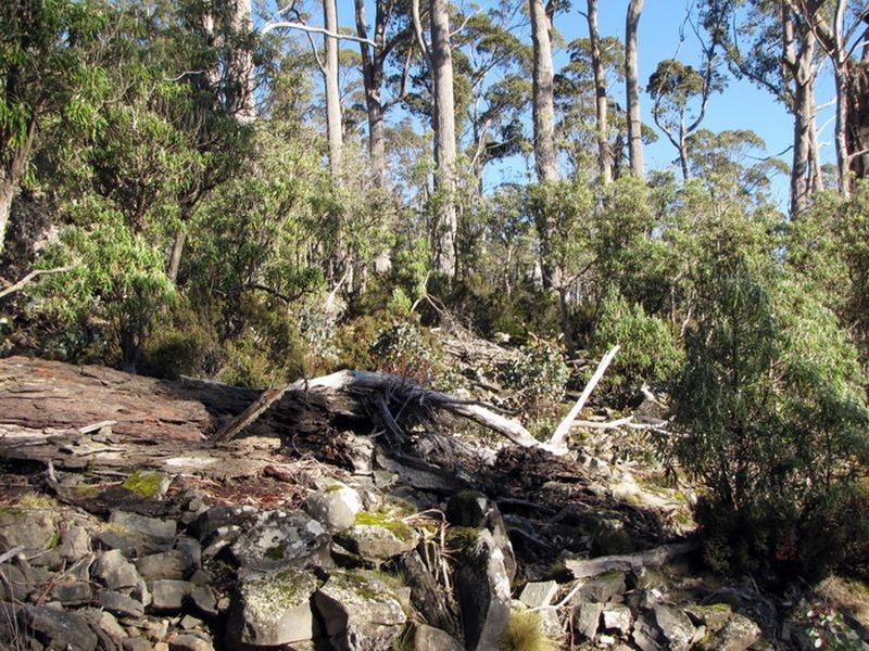 Schulhofs Rd, Blessington TAS 7212