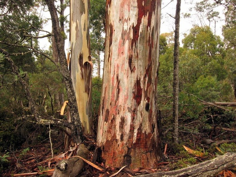 Victoria Valley Rd, Black Hills TAS 7140