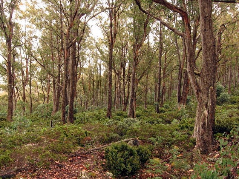 Victoria Valley Rd, Black Hills TAS 7140