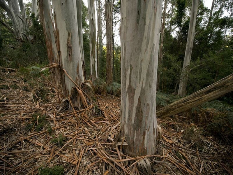 White Mills Rd, Underwood TAS 7268