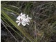Lilla Vill Tasman Highway, Bicheno TAS 7215