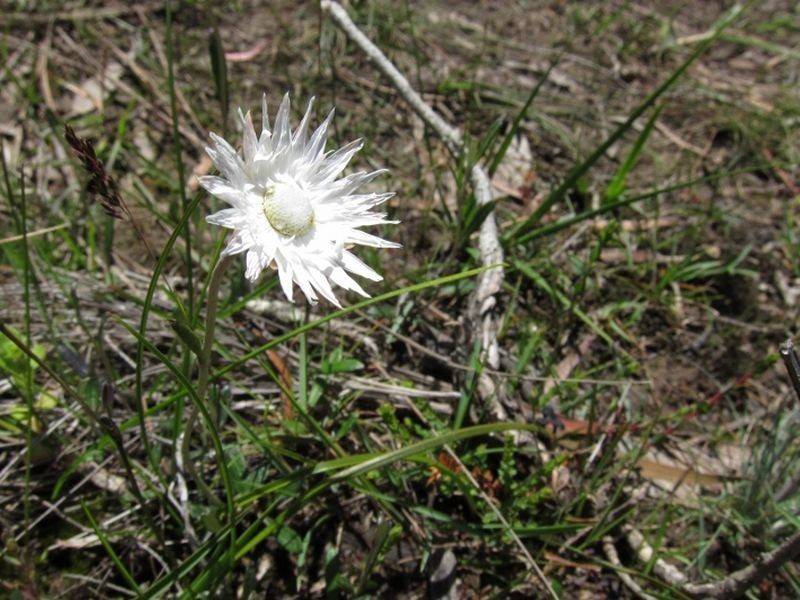 Lilla Vill Tasman Highway, Bicheno TAS 7215