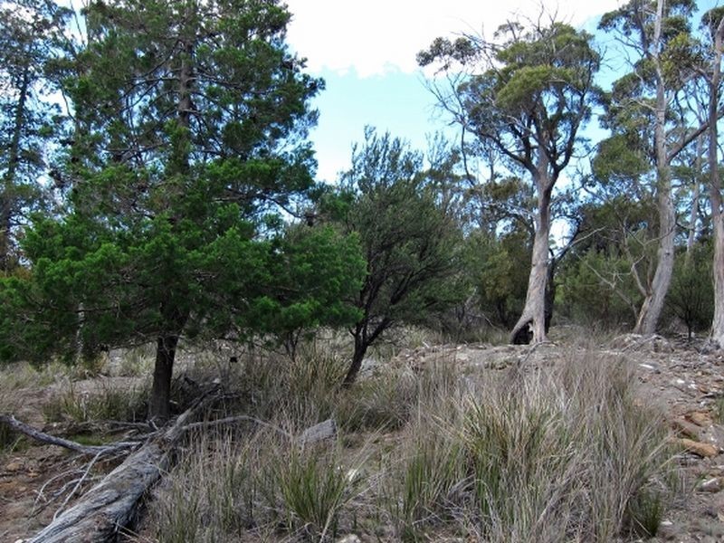 Lilla Vill Tasman Highway, Bicheno TAS 7215