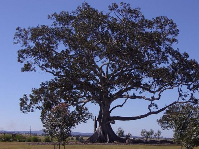 20 Ravensthorpe St, Ormeau QLD 4208