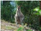 154 The Plateau, Ormeau QLD 4208