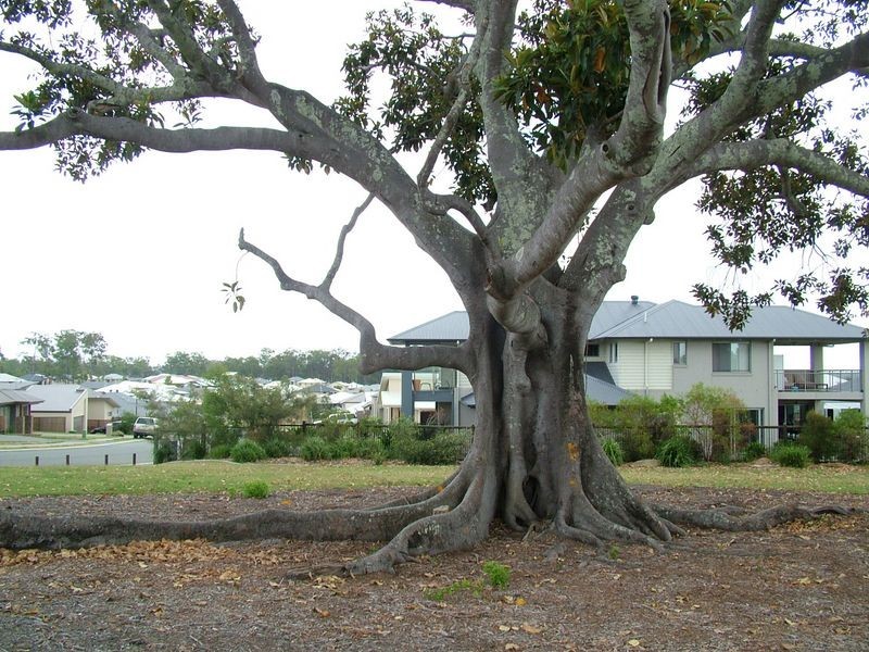 Ormeau QLD 4208