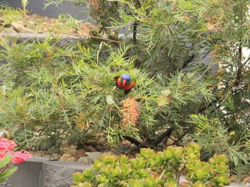 53 Sir Charles Holm Drive, Ormeau Hills QLD 4208