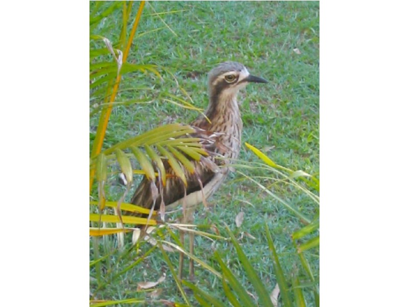 Coochiemudlo Island QLD 4184