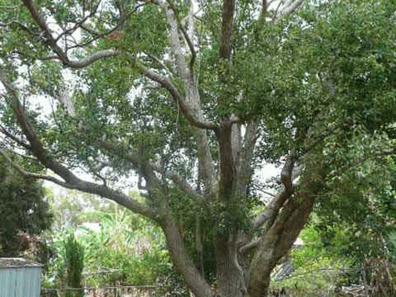 Coochiemudlo Island QLD 4184