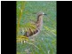 13 Pullen Street, Coochiemudlo Island QLD 4184