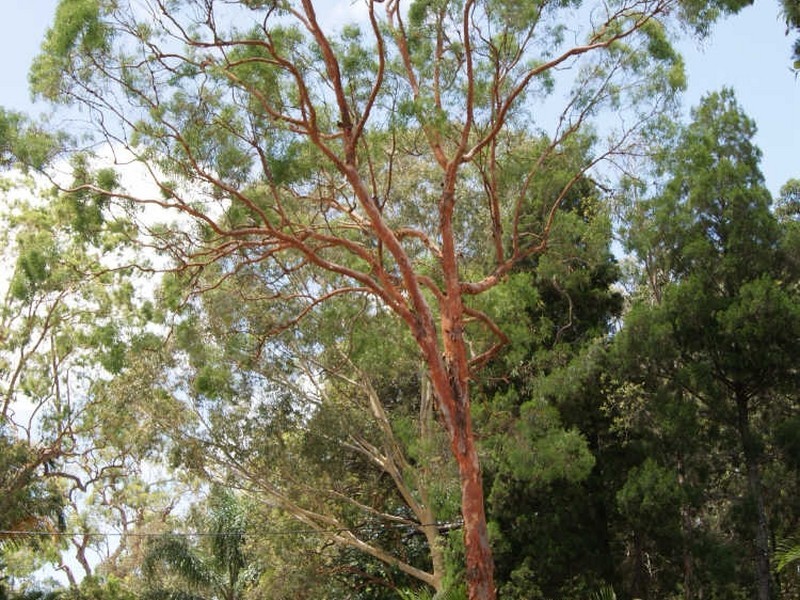 2 Oakes, Coochiemudlo Island QLD 4184