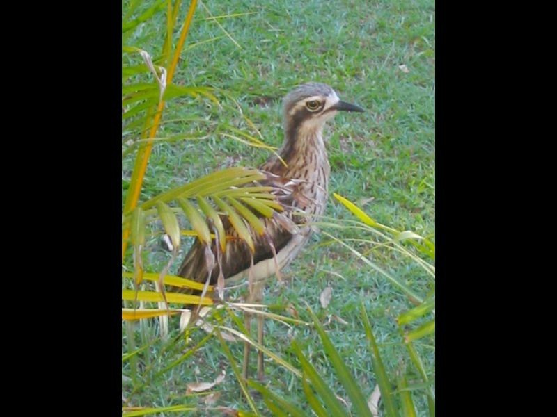 4 Capembah, Coochiemudlo Island QLD 4184