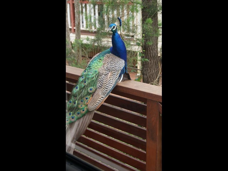 12 marroo  street, Coochiemudlo Island QLD 4184