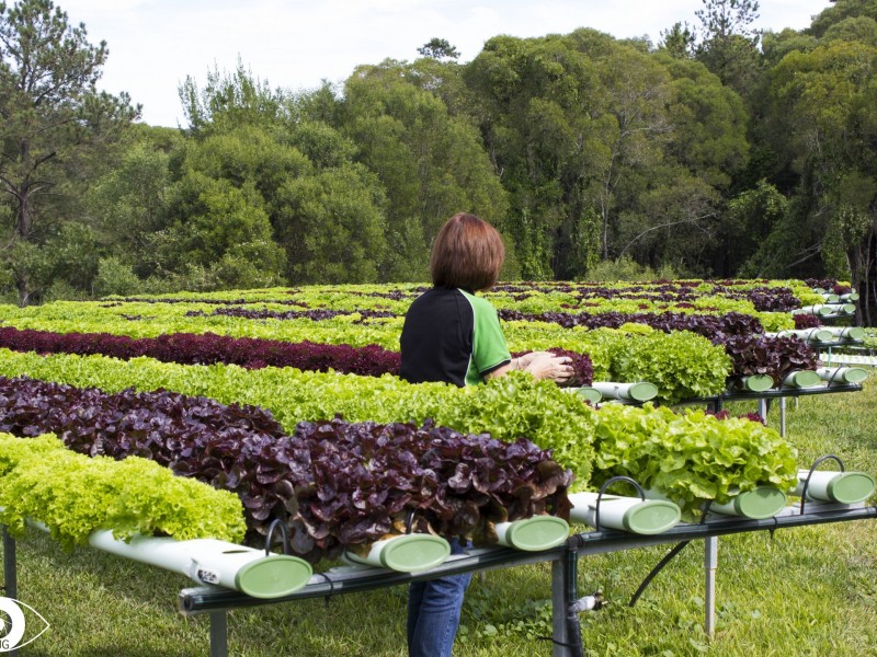 139 Pomona Connection Road, Pomona QLD 4568