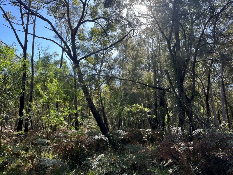 9 Poinsettia Court, Russell Island QLD 4184