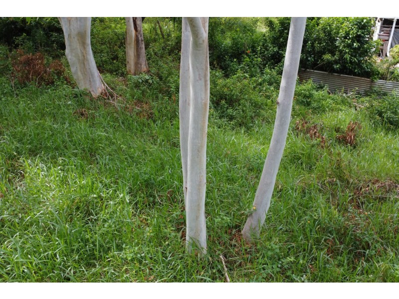 39 Belgrave Road, Russell Island QLD 4184