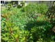 55 Laurel St, Russell Island QLD 4184