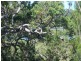 8 Leichhardt Terrace, Russell Island QLD 4184