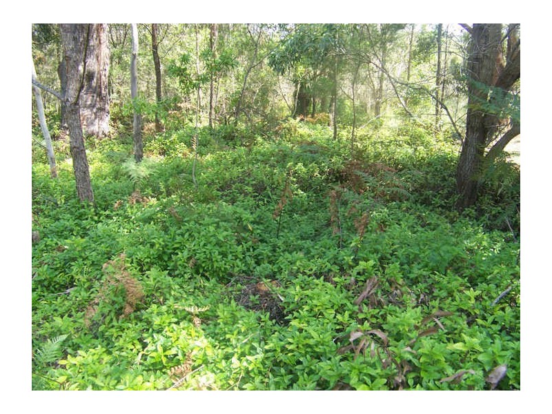 24 Eucalypt Street, Russell Island QLD 4184