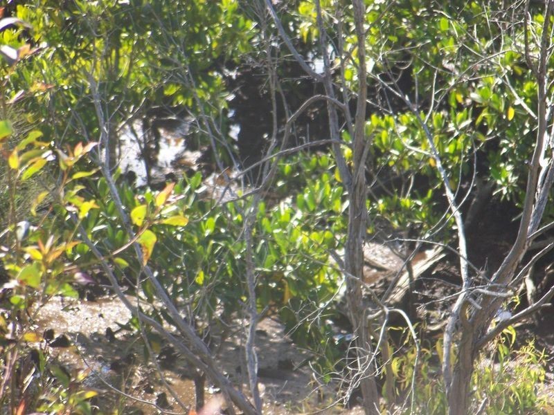 Russell Island QLD 4184