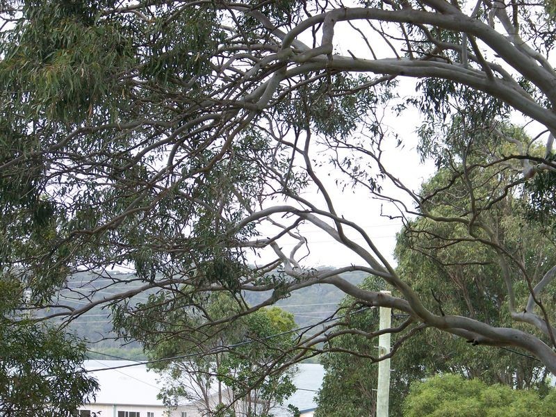 14 Tennyson St, Russell Island QLD 4184