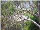 4 Tulloch Street, Russell Island QLD 4184