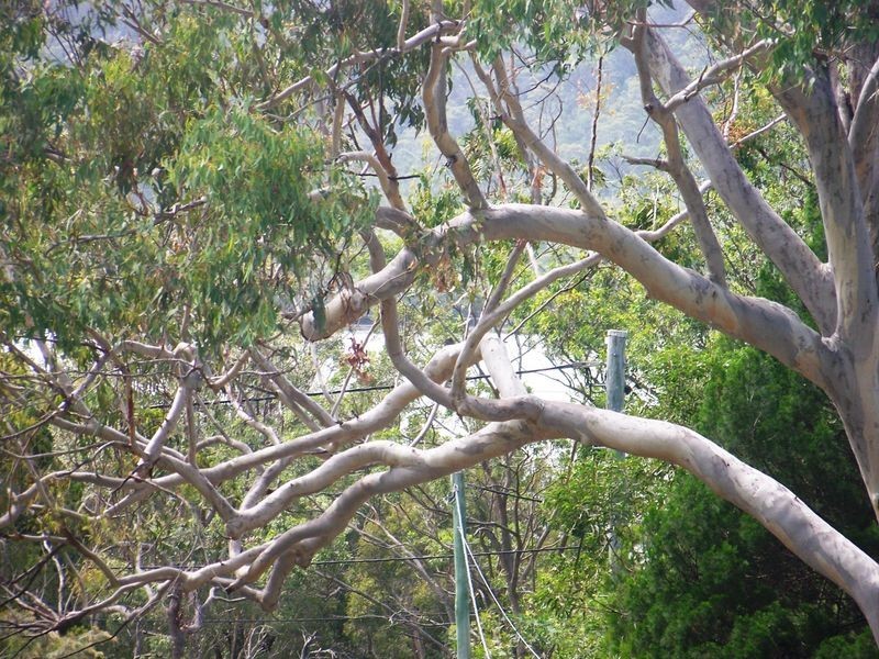 4 Tulloch Street, Russell Island QLD 4184