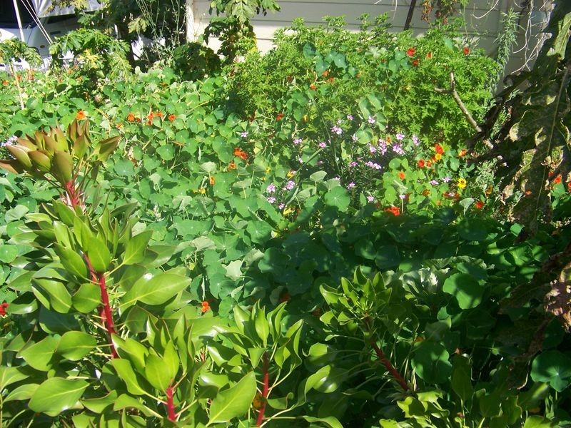 55 Laurel Street, Russell Island QLD 4184