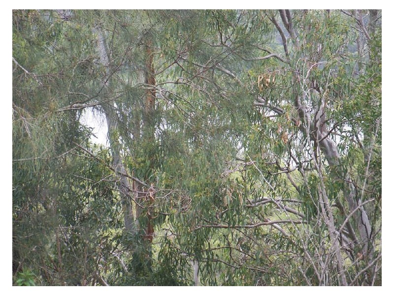 21 Aquamarine Avenue, Russell Island QLD 4184