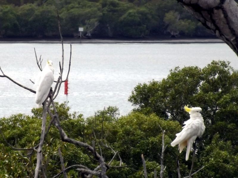 14 Aquamarine, Russell Island QLD 4184