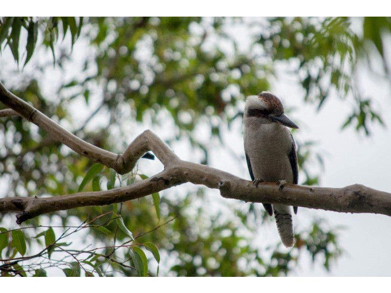 15 Rosemary Street, Fern Bay NSW 2295