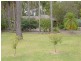 7 Nelson Street, Barnsley NSW 2278