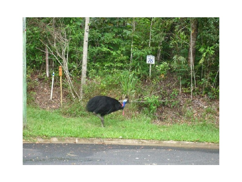 Lot 73 Greendale Court, Innisfail QLD 4860