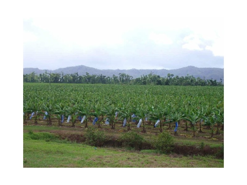 Lot 19 Bruce Highway, Innisfail QLD 4860