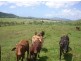 73 Bruce Highway, Innisfail QLD 4860