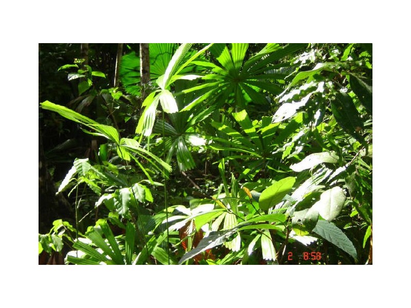 Lot 66 Greendale Court, Innisfail QLD 4860