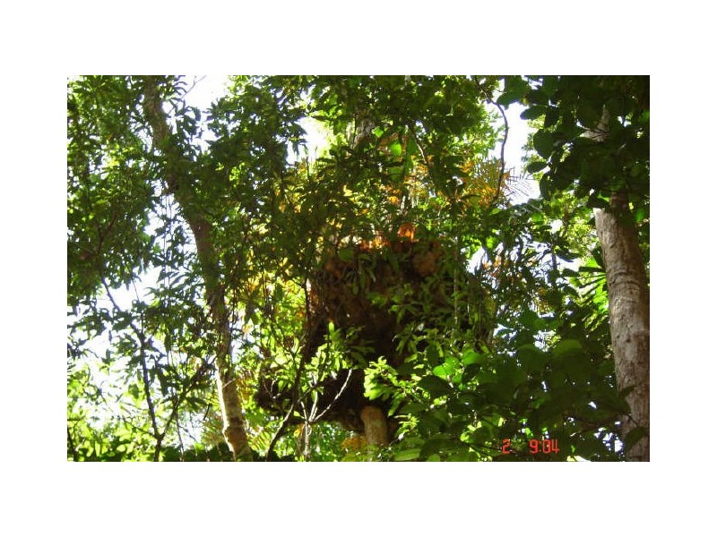 Lot 66 Greendale Court, Innisfail QLD 4860