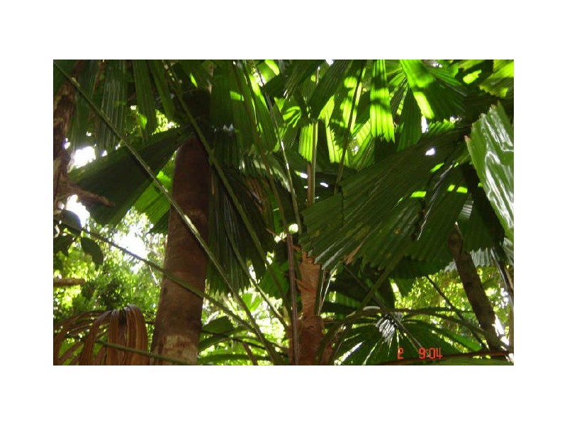 Lot 66 Greendale Court, Innisfail QLD 4860