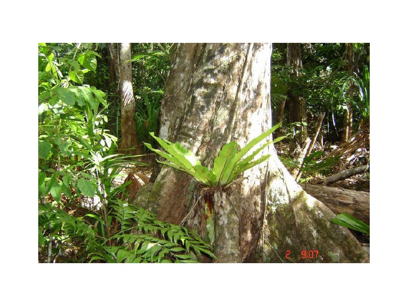 Lot 66 Greendale Court, Innisfail QLD 4860