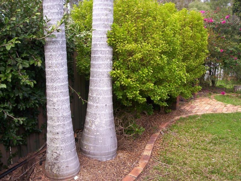 34 Kelly Street, Narangba QLD 4504