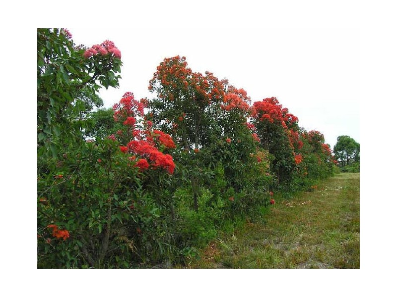 Snowy River Proteas/ Cape Conran Road, Marlo VIC 3888