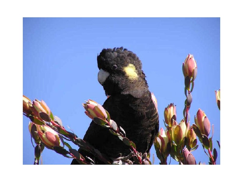 Snowy River Proteas/ Cape Conran Road, Marlo VIC 3888