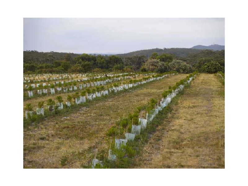 Snowy River Proteas/ Cape Conran Road, Marlo VIC 3888