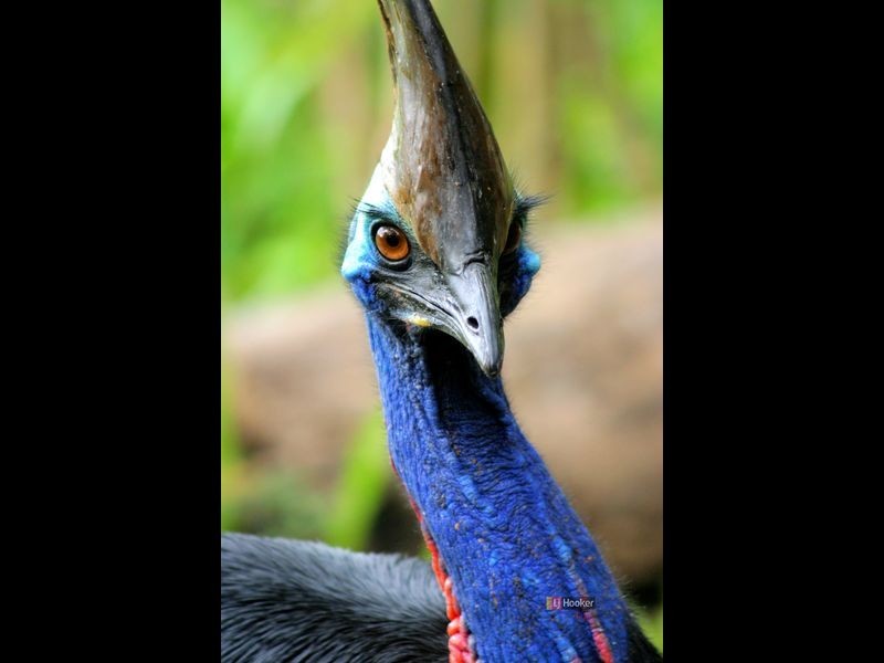 4 Garners Beach Road, Bingil Bay QLD 4852