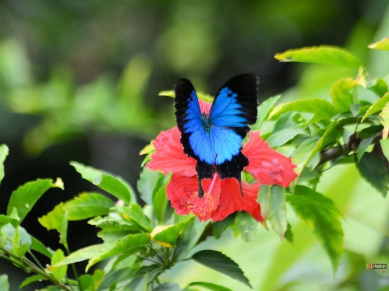 4 Garners Beach Road, Bingil Bay QLD 4852