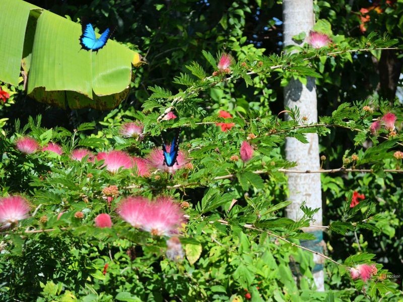 4 Garners Beach Road, Bingil Bay QLD 4852