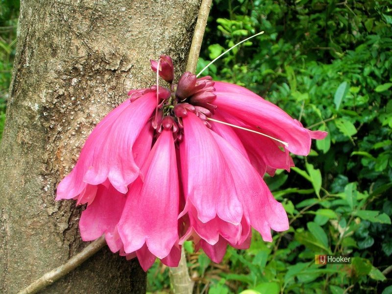 4 Garners Beach Road, Bingil Bay QLD 4852