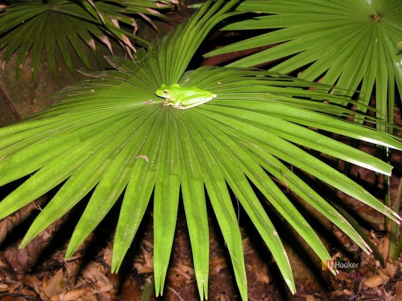 4 Garners Beach Road, Bingil Bay QLD 4852