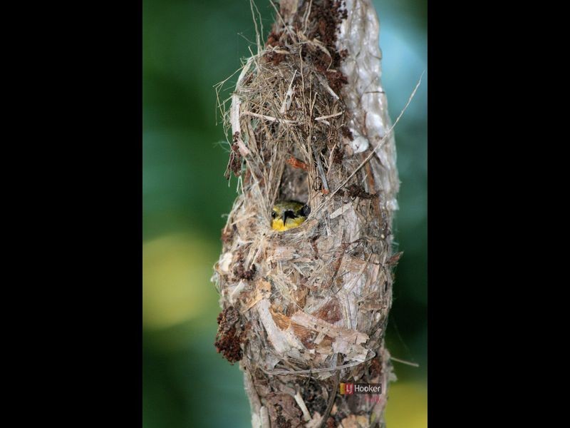 4 Garners Beach Road, Bingil Bay QLD 4852