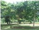 El Arish QLD 4855